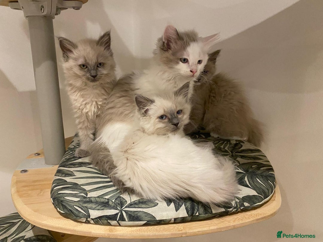 Ragdoll cats for sale: TICA ragdolls cherubim mink sepia solid tabby - Advert 1