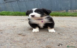 Bearded Collie dogs for sale: 💥3/4 beautiful BEARDIE BOY! 💥 - Advert 22