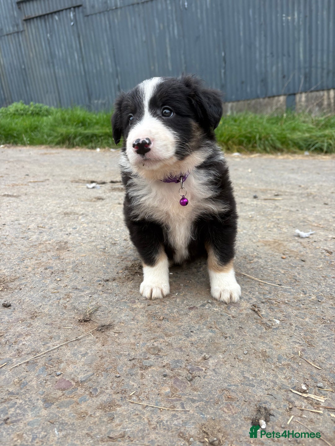 Bearded Collie dogs for sale: 💥3/4 beautiful BEARDIE BOY! 💥 - Advert 22