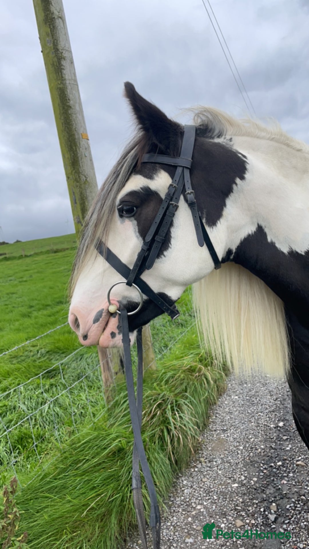 Irish Cob horses for sale: Dolly  - Image 6