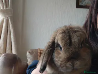 Mini Lop rabbits Doe rabbit - Advert 3