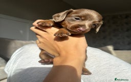 Miniature Dachshund dogs for sale: Isabella tan miniture dachshunds🐾 - Image 7