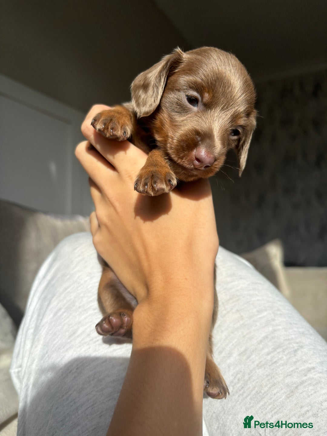 Miniature Dachshund dogs for sale: Isabella tan miniture dachshunds🐾 - Image 7