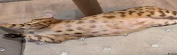 Bengal cats for sale: Beautiful Retired Female Bengal - Advert 26