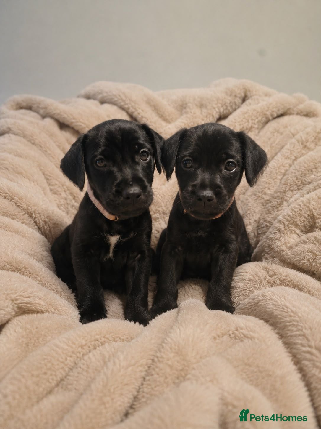 Patterdale Terrier dogs ❤️🐕Beautiful Patterdale puppies for sale🐕❤️ - Advert 12