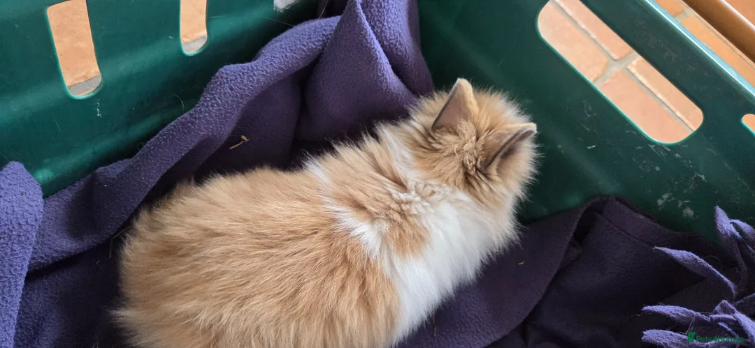 Lionhead rabbits for sale: 3 baby purebred lionheads - Advert 2