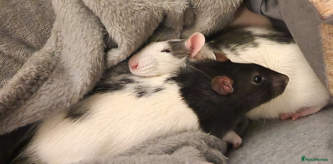 Rat rodents for sale: Baby rats - Image 6