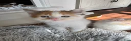 Munchkin cats for sale: Long leg munchkin kittens in Tonbridge - Advert 3