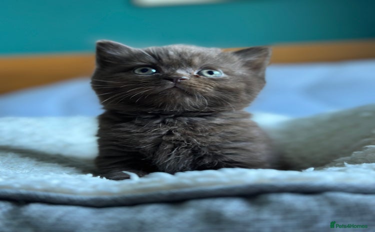 British Shorthair cats - Advert 4