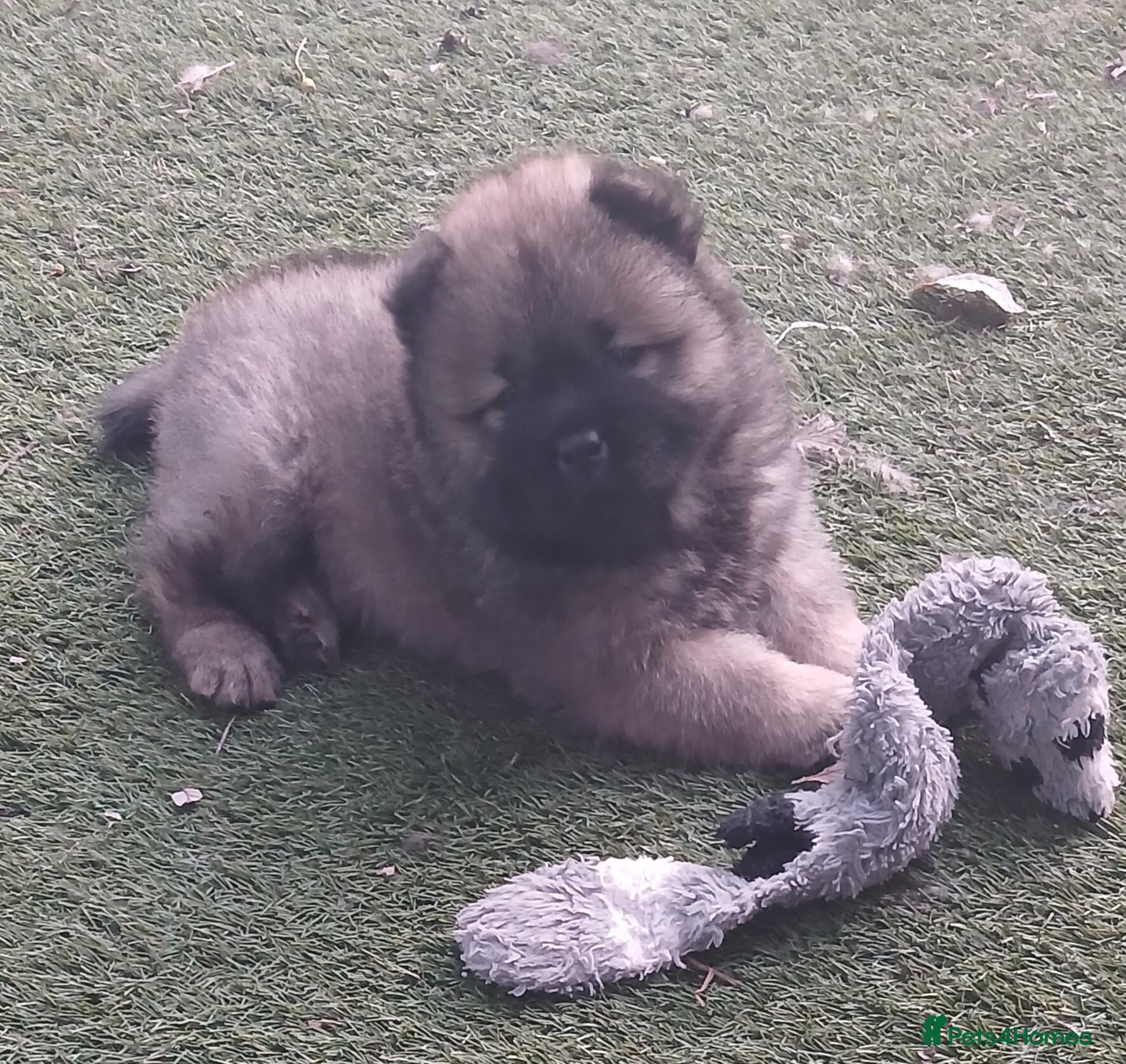 Chow Chow dogs Beautiful kc registered chow chow pups - Advert 4