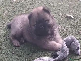 Chow Chow dogs Beautiful kc registered chow chow pups - Advert 13