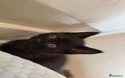 British Shorthair cats for sale: 5 BSH kittens (Grey Kitten GONE) - Image 22