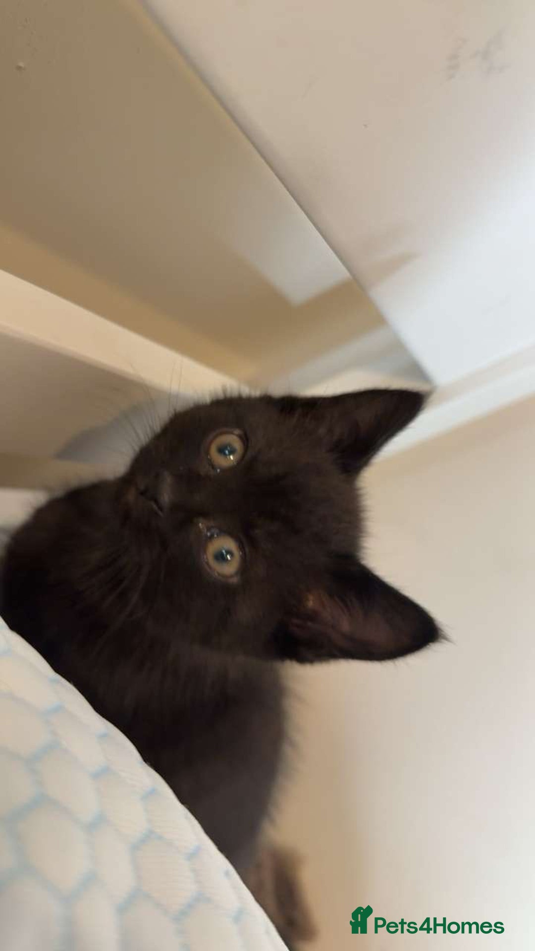 British Shorthair cats for sale: 5 BSH kittens (Grey Kitten GONE) - Image 22