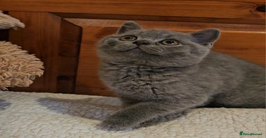 British Shorthair cats - Advert 14