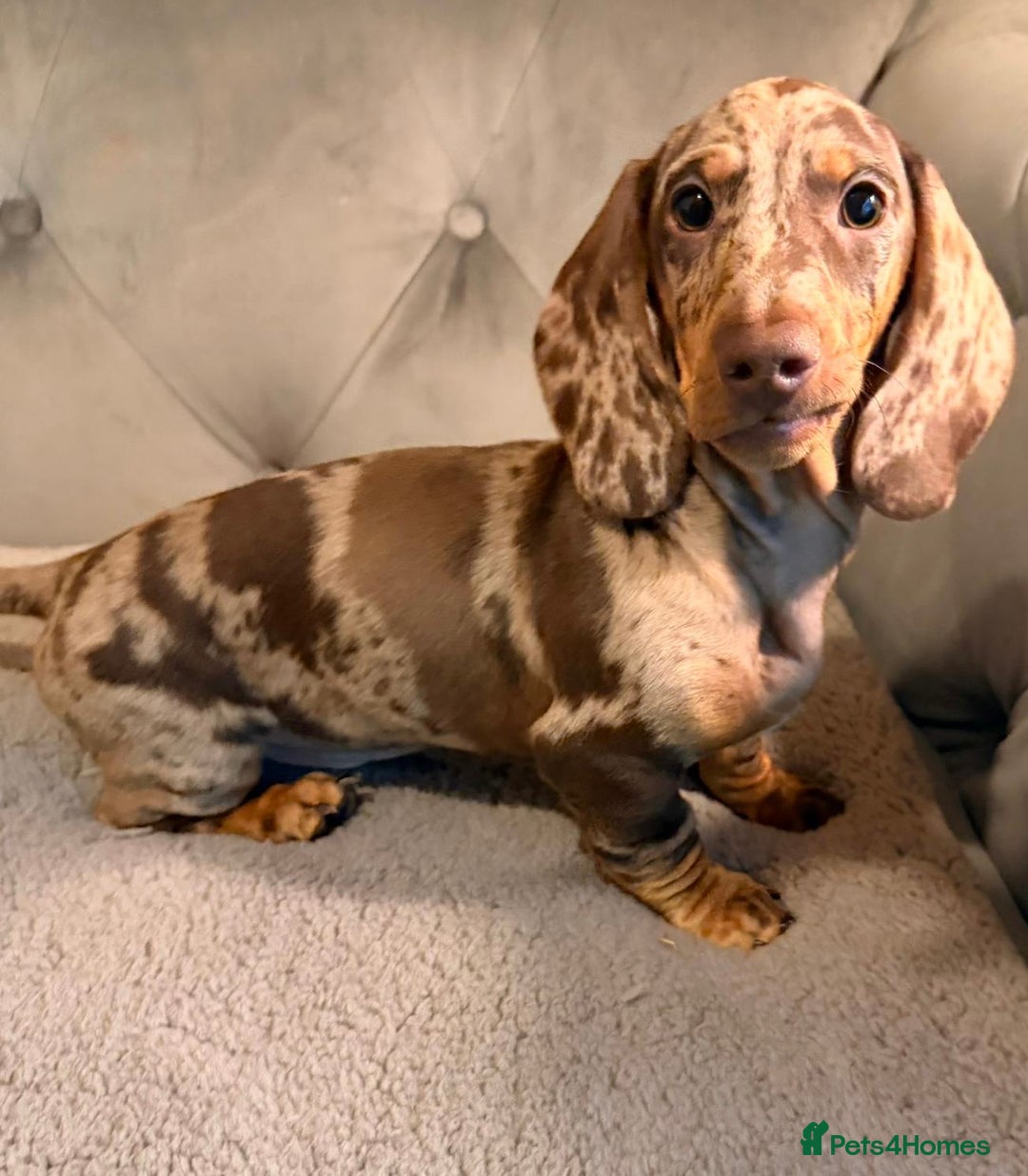 Dachshund dogs for sale: Standard dachshund puppies - Advert 6