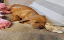 Labrador Retriever dogs for sale: Fox red lab - Image 3