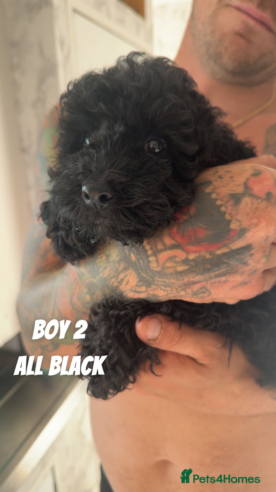 Toy Poodle dogs for sale: 5 True Traditional Toy Poodle Boys 💙 READY TODAY! - Image 5