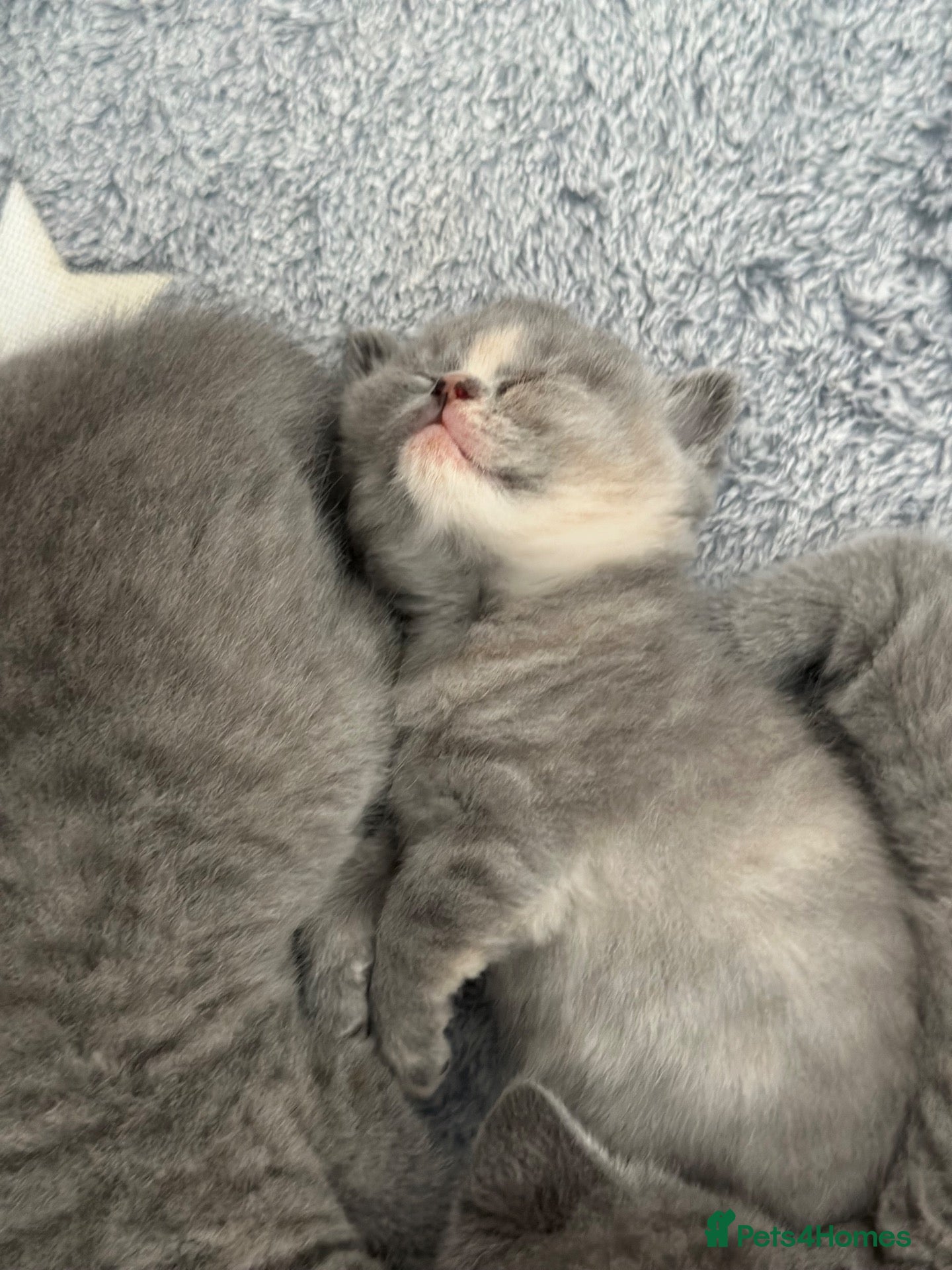 British Shorthair cats for sale: Rare blue-cream British Shorthair kittens💖 - Advert 2