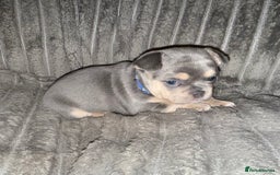 Mixed Breed dogs for sale: Frenchie cross puppy’s (80% frenchie) - Advert 2