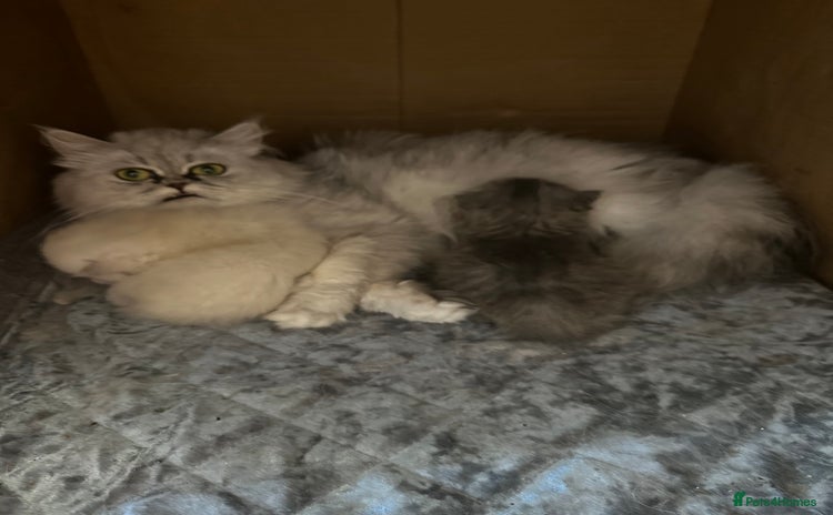 Persian cats - Advert 1