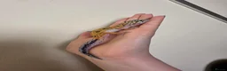 Leopard Gecko reptiles for sale: Baby leopard geckos - Advert 9