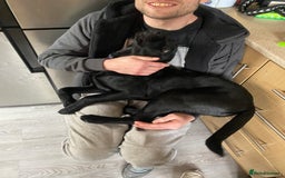 Springador dogs for sale: Coco pop  - Image 7