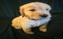 Goldendoodle dogs for sale: Goldendoodle Puppies – Ready Now, Don’t Miss Out! in Llanbrynmair - Image 15