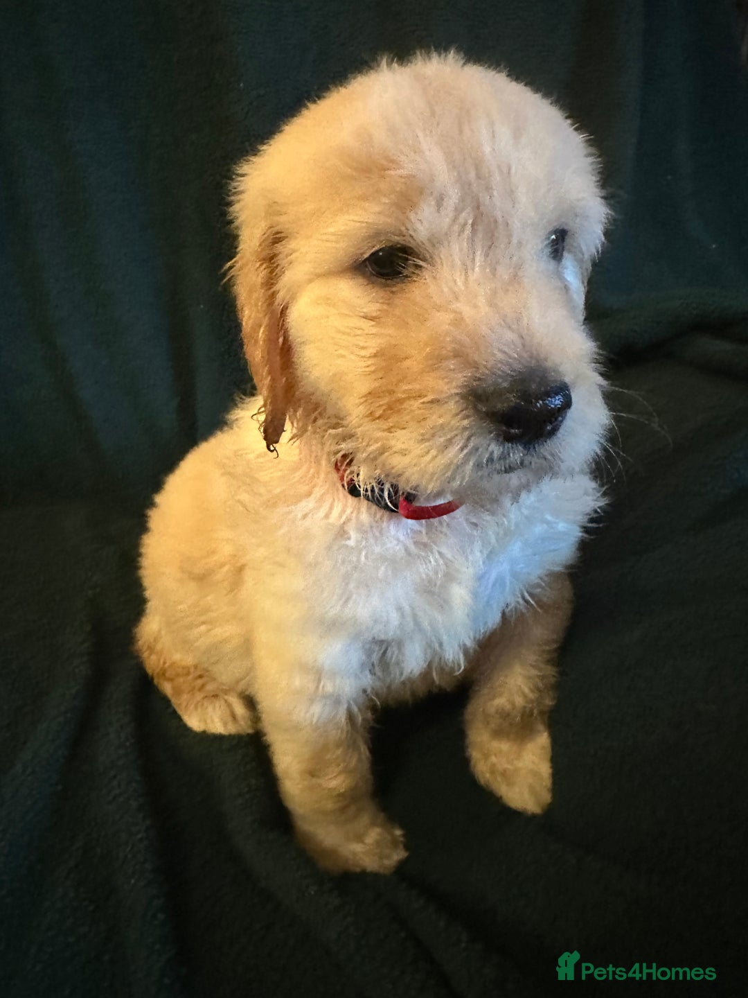 Goldendoodle dogs for sale: Goldendoodle Puppies – Ready Now, Don’t Miss Out! in Llanbrynmair - Image 15