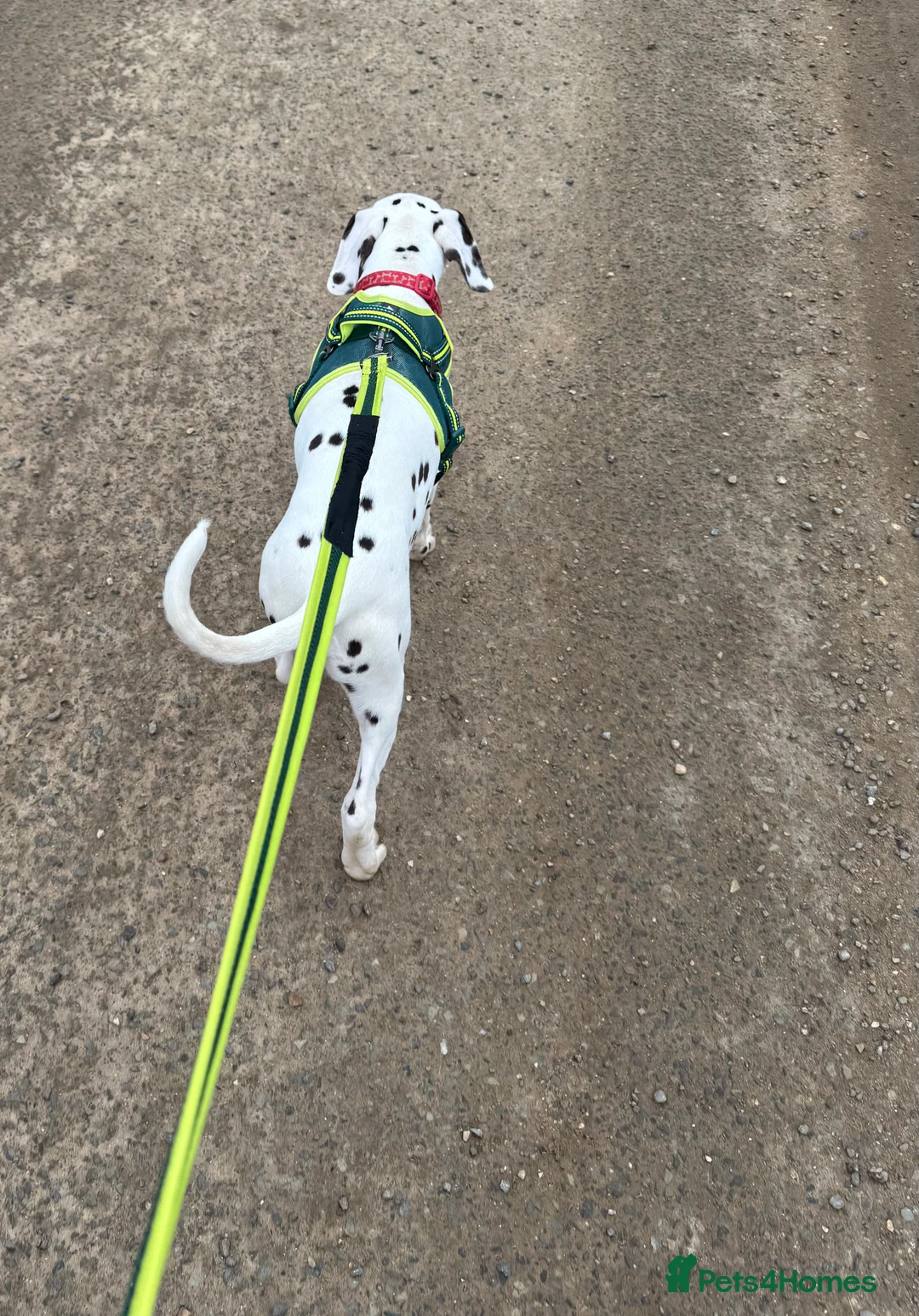 Dalmatian dogs for sale: Loving home needed.  - Advert 2