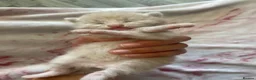 Bengal cats for sale: Bengal Cross Tabby - Advert 10