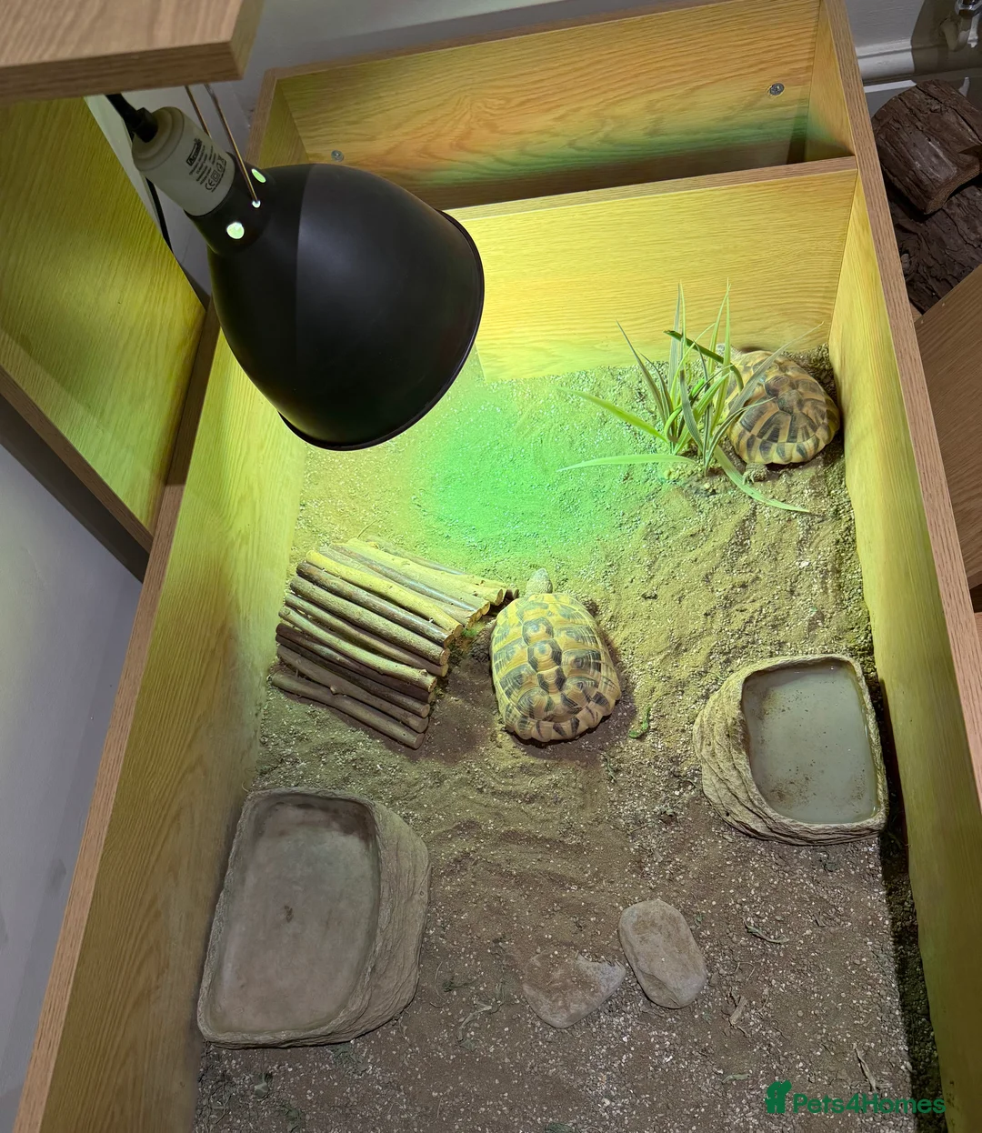 Hermann Tortoise reptiles for sale: 2x Herman Tortoise - Advert 4