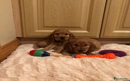 Cocker Spaniel dogs for sale: STUNNING HEALTH CHECKED PUPPIES  - Image 3