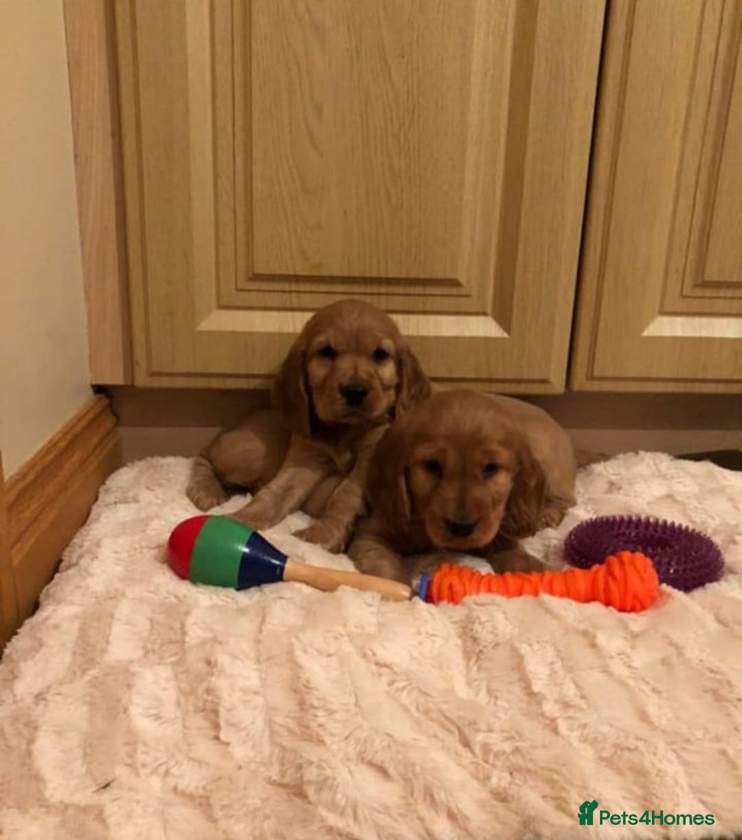 Cocker Spaniel dogs for sale: STUNNING HEALTH CHECKED PUPPIES  - Image 3