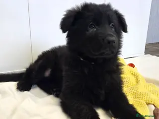 German Shepherd dogs German Shepherd Long Hair Black Boy - Advert 9