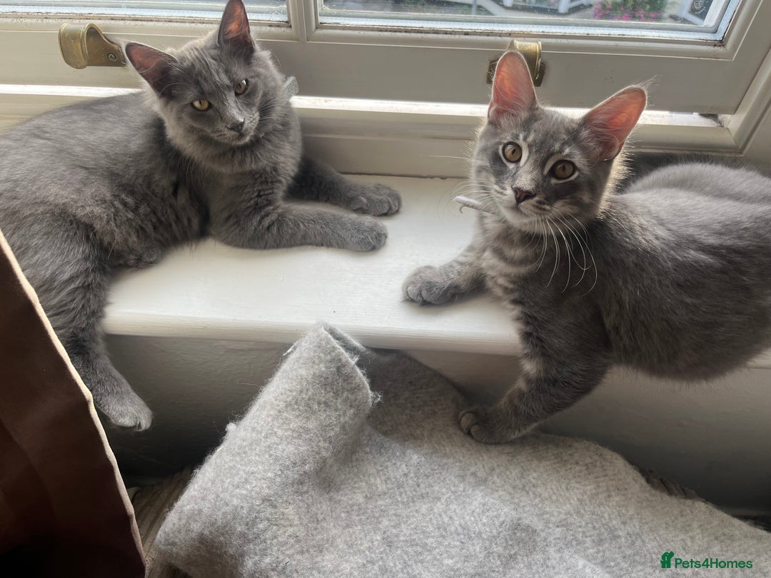 Ragcoon cats for sale: Maine coon x ragdoll 1 male 1 female  - Image 1