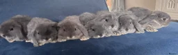 Mini Lop rabbits for sale: Very cute blue otter mini lops 8 weeks old - Advert 4