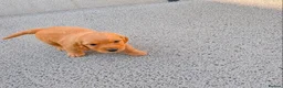 Cockapoo dogs for sale: Cockapoo puppies in London - Advert 4