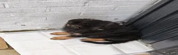 German Shepherd dogs for sale: 8 week old straight back German shepherd  - Advert 3