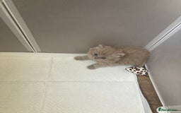 British Shorthair cats for sale: British Short Hair/ British Longhair 🐾 in Manchester - Image 5