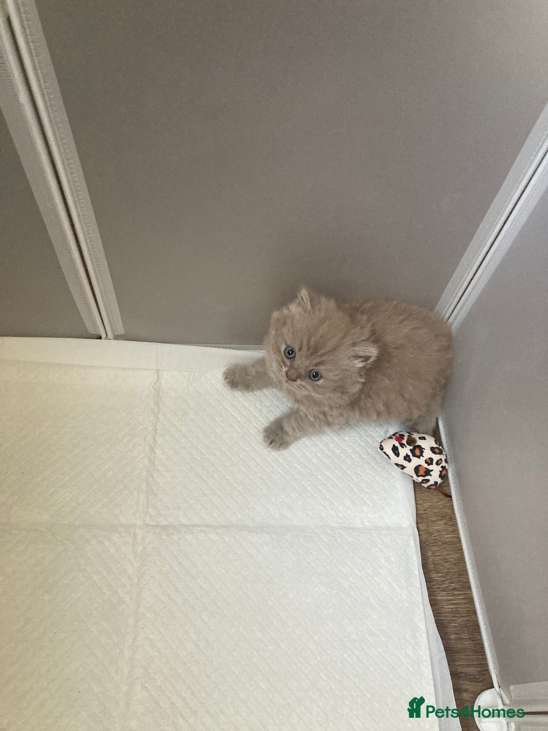 British Shorthair cats for sale: British Short Hair/ British Longhair 🐾 in Manchester - Image 5