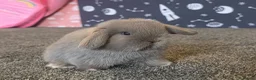 Mini Lop rabbits for sale: Mini Lop Rabbits for sale  in Tamworth - Advert 5