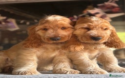 Cocker Spaniel dogs for sale: Last boy! Top quality show-type Cocker Spaniels! in Leicester - Image 8