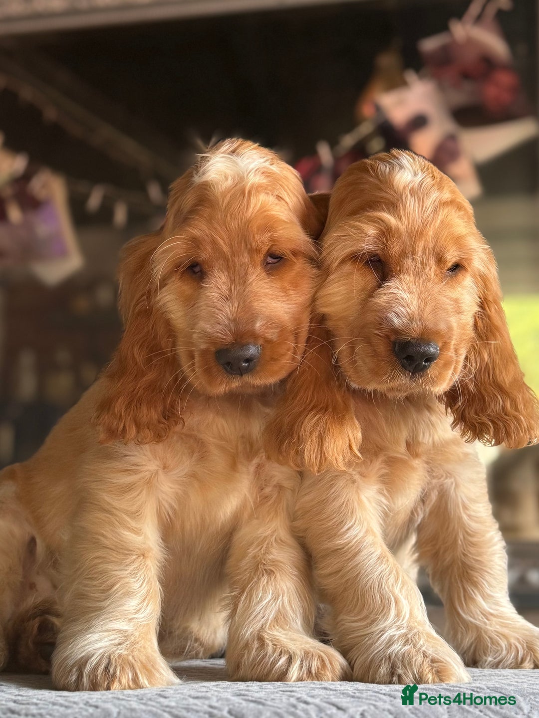 Cocker Spaniel dogs for sale: Last boy! Top quality show-type Cocker Spaniels! in Leicester - Image 8