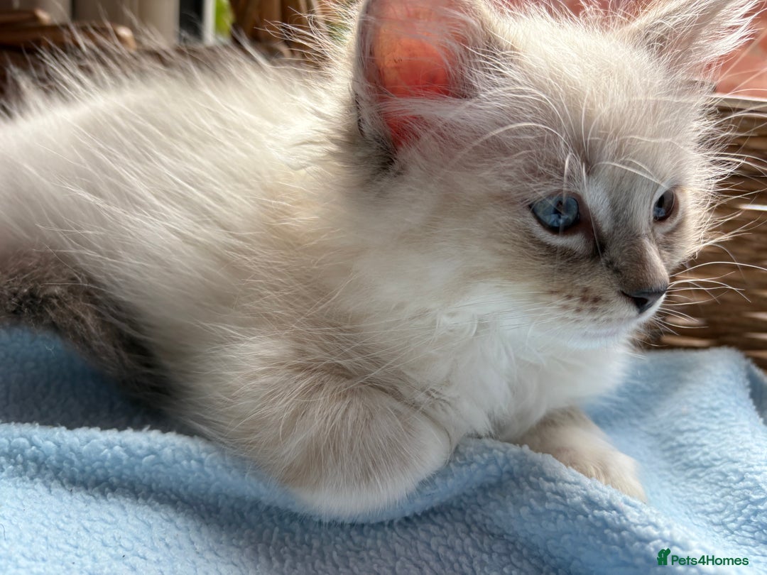 Ragdoll cats for sale: One gorgeous boy,  Luxury pedigree. - Image 35