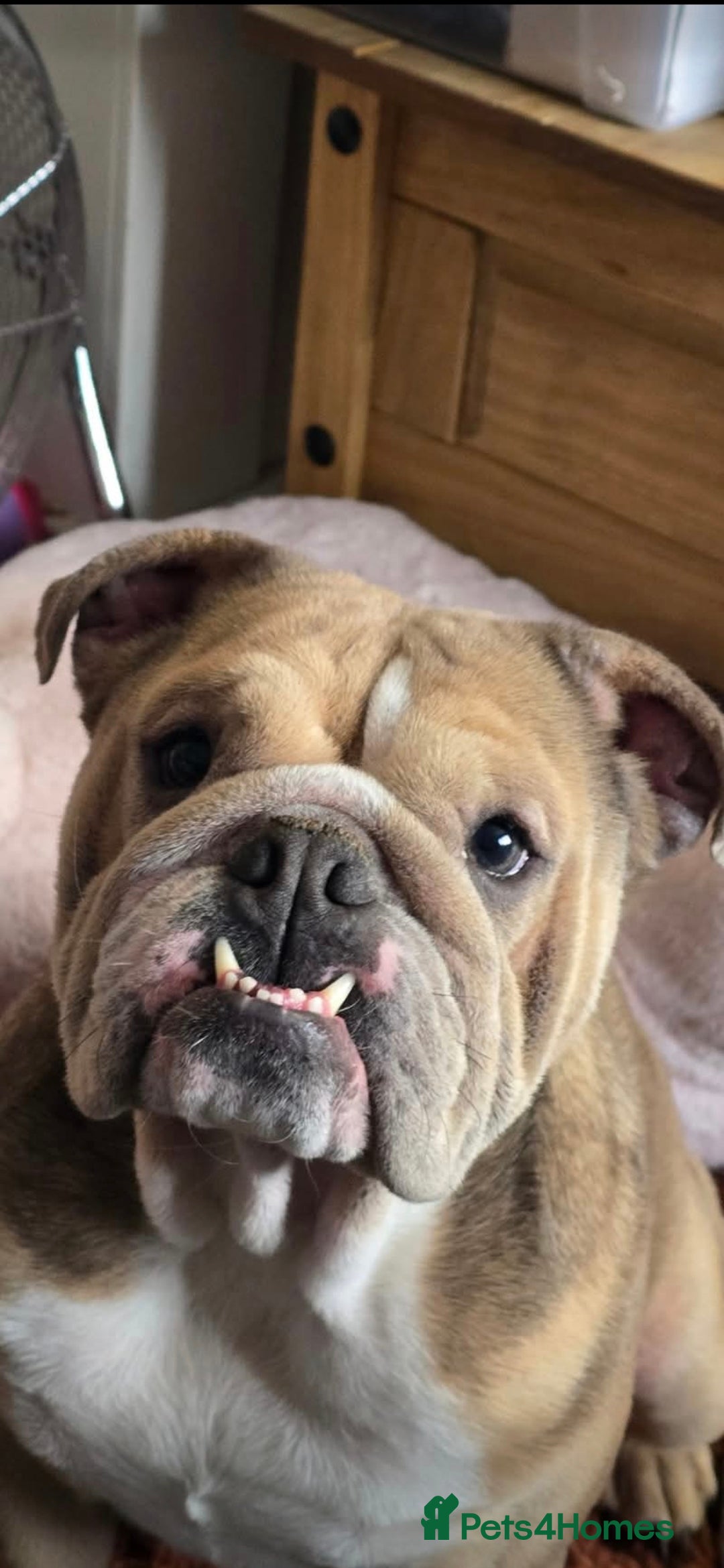 Mixed Breed dogs for sale: New england bulldogs  - Advert 3