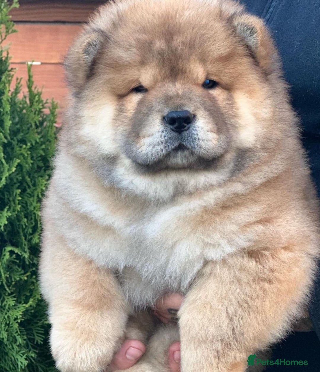 Chow Chow dogs for sale: Kc Registered Chow Chow Pups - Image 19
