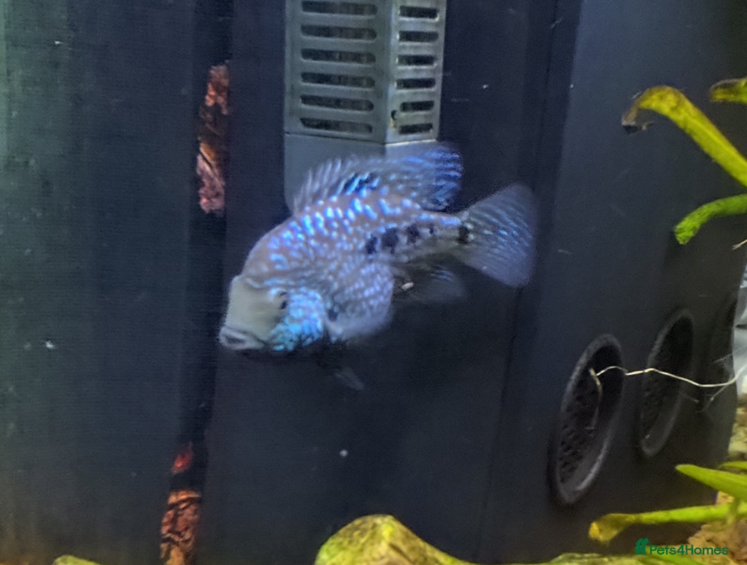 Other/Mixed Breed fish for sale: Blue Texas Cichlid & Platinum Polar Parrot Cichlid - Image 4