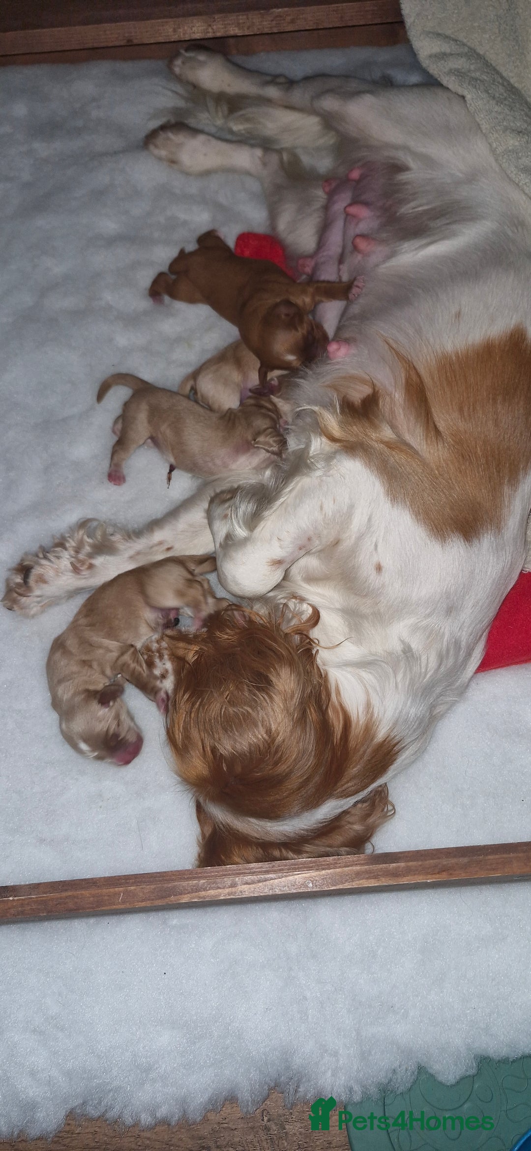 Cocker Spaniel dogs for sale: KC Reg Working Cocker Spaniels (Golden) - Image 2