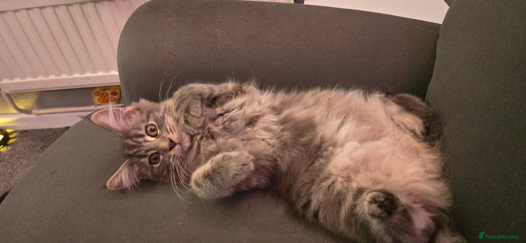 Maine Coon cats for sale: Aurora - Stunning Female Maine Coon - Image 11