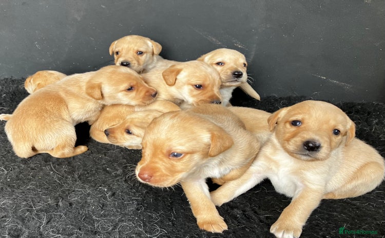 Labrador Retriever dogs - Advert 15